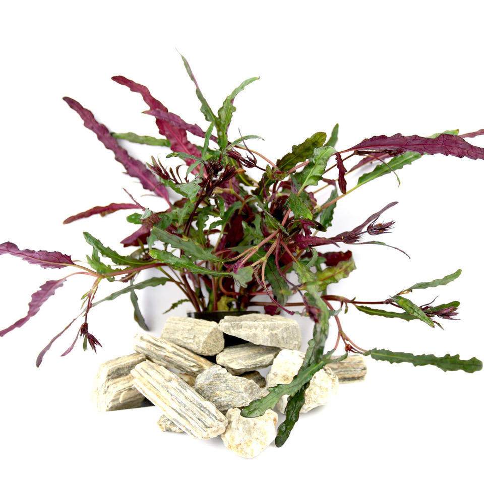 Hemiographis exotica in pot